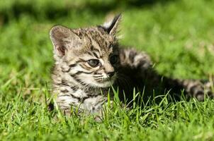 de geoffroy gato, leopardo geoffroyi, dentro caldeirão floresta meio Ambiente , la pampa , Argentina foto