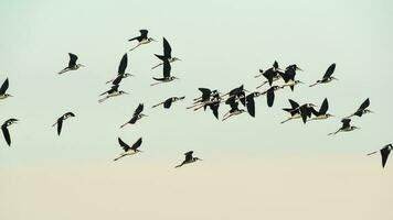 sulista palafita, himantopus melanuro dentro voo, ansenuza nacional parque, Córdoba província, Argentina foto