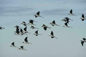 sulista palafita, himantopus melanuro dentro voo, ansenuza nacional parque, Córdoba província, Argentina foto