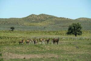 guanacos dentro pampas Relva ambiente, la pampa, Patagônia, Argentina. foto