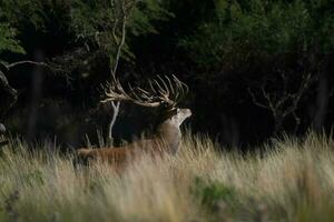 vermelho cervo, masculino rugindo dentro la pampa, Argentina, parque luro, natureza reserva foto