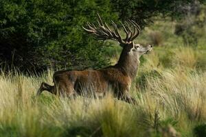 vermelho cervo, masculino rugindo dentro la pampa, Argentina, parque luro, natureza reserva foto