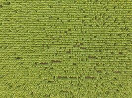 girassol cultivo, aéreo visualizar, dentro pampas região, Argentina foto