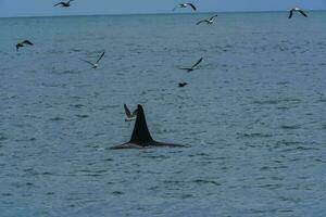 assassino baleia, orca, Caçando uma mar leões , Península valdes, patagônia Argentina foto