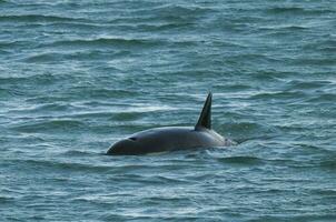 orca atacante mar leões, patagônia Argentina foto