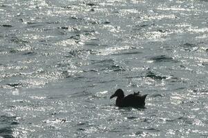 gigante petrel , Península valdes, unesco mundo herança site, chubut província, Patagônia, Argentina. foto