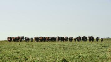 campo panorama com vacas pastando, la pampa, Argentina foto