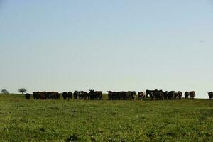 campo panorama com vacas pastando, la pampa, Argentina foto