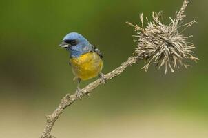 azul e amarelo tanager, fêmea, la pampa província, Patagônia, Argentina. foto