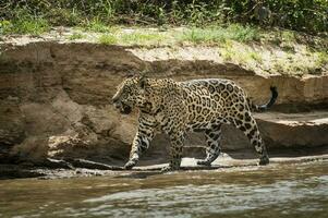 jagual caminhando em a bancos do a Cuiabá rio, pantanal, brasil foto