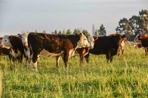 gado, Argentino carne Produção , dentro Buenos aires interior, Argentina foto
