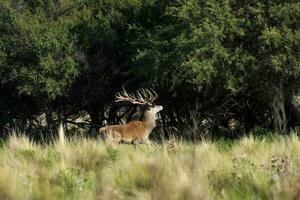 vermelho cervo, masculino rugindo dentro la pampa, Argentina, parque luro, natureza reserva foto