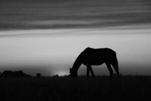 cavalo silhueta às pôr do sol, dentro a zona rural, la pampa, Argentina. foto