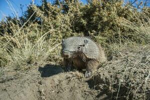 peludo tatu, dentro deserto ambiente, Península valdes, Patagônia, Argentina foto