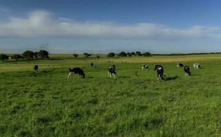 vacas pastar às pôr do sol, Patagônia, Argentina. foto