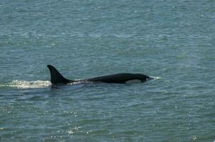 assassino baleia família Caçando mar leões, Península valdes, patagônia Argentina foto