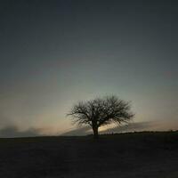 floresceu campo dentro a pampas simples, la pampa província, Patagônia, Argentina. foto