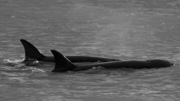 orcas natação em a superfície, Península valdes, patagônia Argentina foto