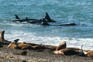 orca família Caçando mar leões em a paragoniano costa, Patagônia, Argentina foto
