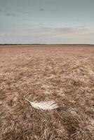 rachado terra, desertificação processo, la pampa província, Patagônia, Argentina. foto