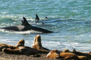 orca família Caçando mar leões em a paragoniano costa, Patagônia, Argentina foto