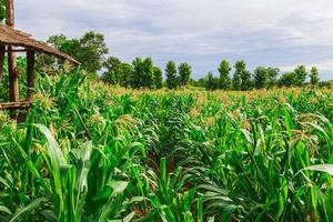 campo de milho verde em horta agrícola foto