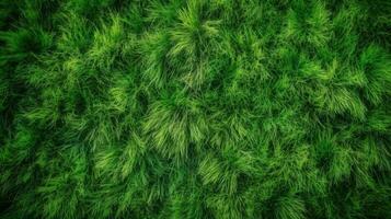 verde grama, topo Visão fundo textura. casa jardim grama, Esportes campo. ai gerado. foto