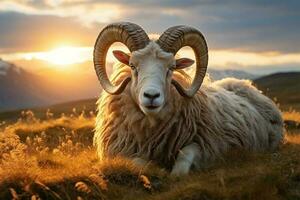 islandês ovelha RAM com magnífico saca rolhas chifres liderar dentro a Relva n campo dentro caloroso pôr do sol luz , eid-al-adha conceito foto