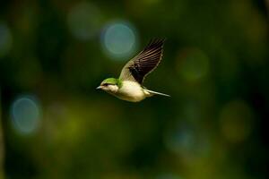 uma verde e branco pássaro vôo através a ar. ai gerado foto