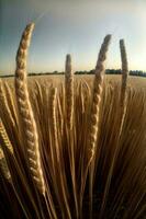 uma fechar acima do uma grupo do trigo dentro uma campo. ai gerado foto