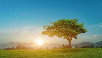 verde Relva campo com árvore em pé sozinho às nascer do sol céu fundo. foto