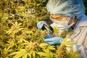 pesquisadores estão usando uma ampliação vidro para inspecionar cannabis folhas dentro estufas. cânhamo agronegócio Ideias cannabis o negócio e alternativo remédio conceito cbd óleo, farmacêutico indústria. foto