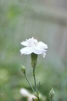 a branco crisântemos flor foto