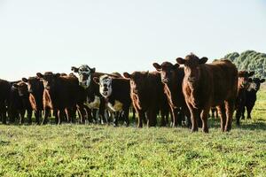 campo panorama com vacas pastando, la pampa, Argentina foto