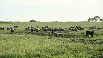 bois e ovelhas alimentado em pasto, la pampa, Argentina foto