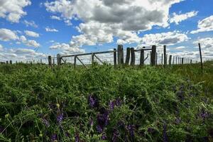 vicia vilosa dentro zona rural, pampas, Argentina foto