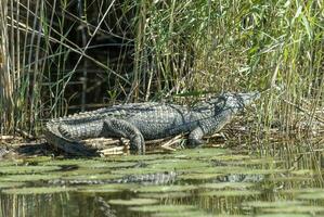 Nilo crocodilo Visão foto