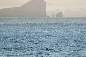 assassino baleia, antártico subespécie, antártica foto