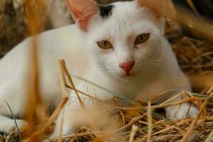 uma branco gato com verde olhos deitado em Palha foto