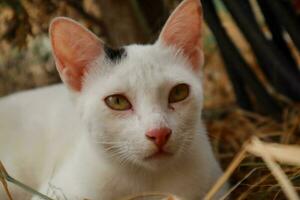 uma branco gato com verde olhos deitado em Palha foto