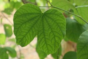 a verde folhas estão coração em forma e ter Sombrio verde listrado linhas. foto