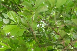 verde folhas ocupado a partir de a inferior canto do a folha foto