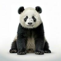 fofa panda Urso isolado foto