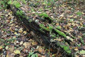 morto árvore coberto com musgo e outono folhas foto