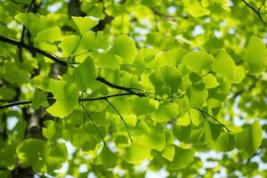 verde folhas do uma ginkgo biloba árvore dentro a primavera. generativo ai foto