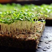 brotando microgreens em a cânhamo biodegradável tapetes. generativo ai foto