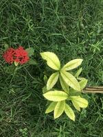 lindo vermelho flor com Relva foto