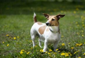 engraçado cachorro jack russell procriar tocam em a verão grama. lindo cachorro dentro natureza. foto