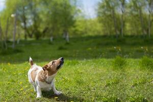 jack russell cachorro jogando em verde grama. lindo cachorro ao ar livre. foto