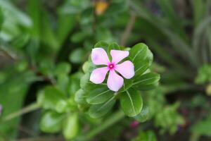 vinca Rosea ou Madagáscar pervinca ou catharanthus Roseus foto